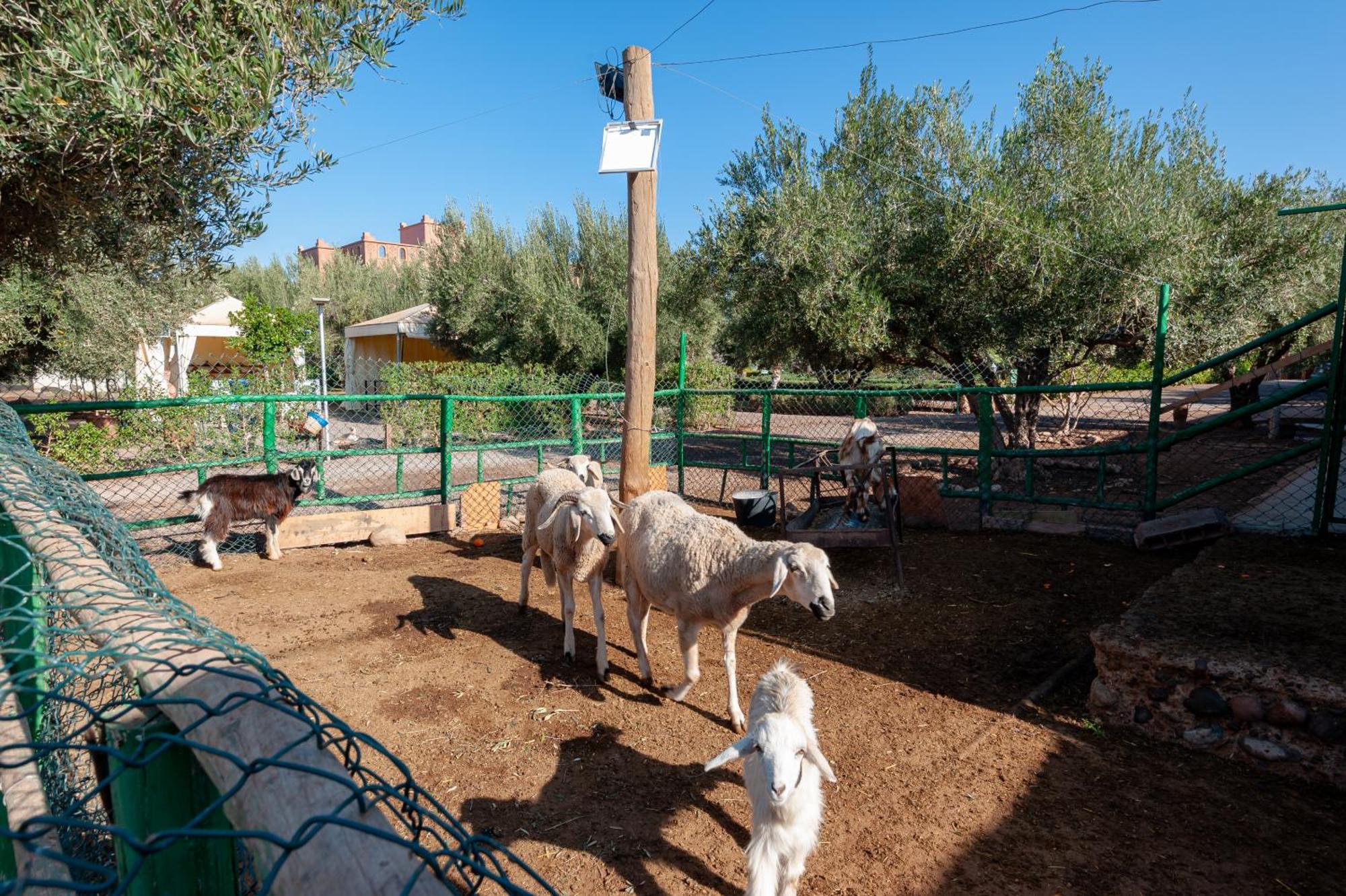 Ferme Sidi Safou Villa Marrakesh Eksteriør billede