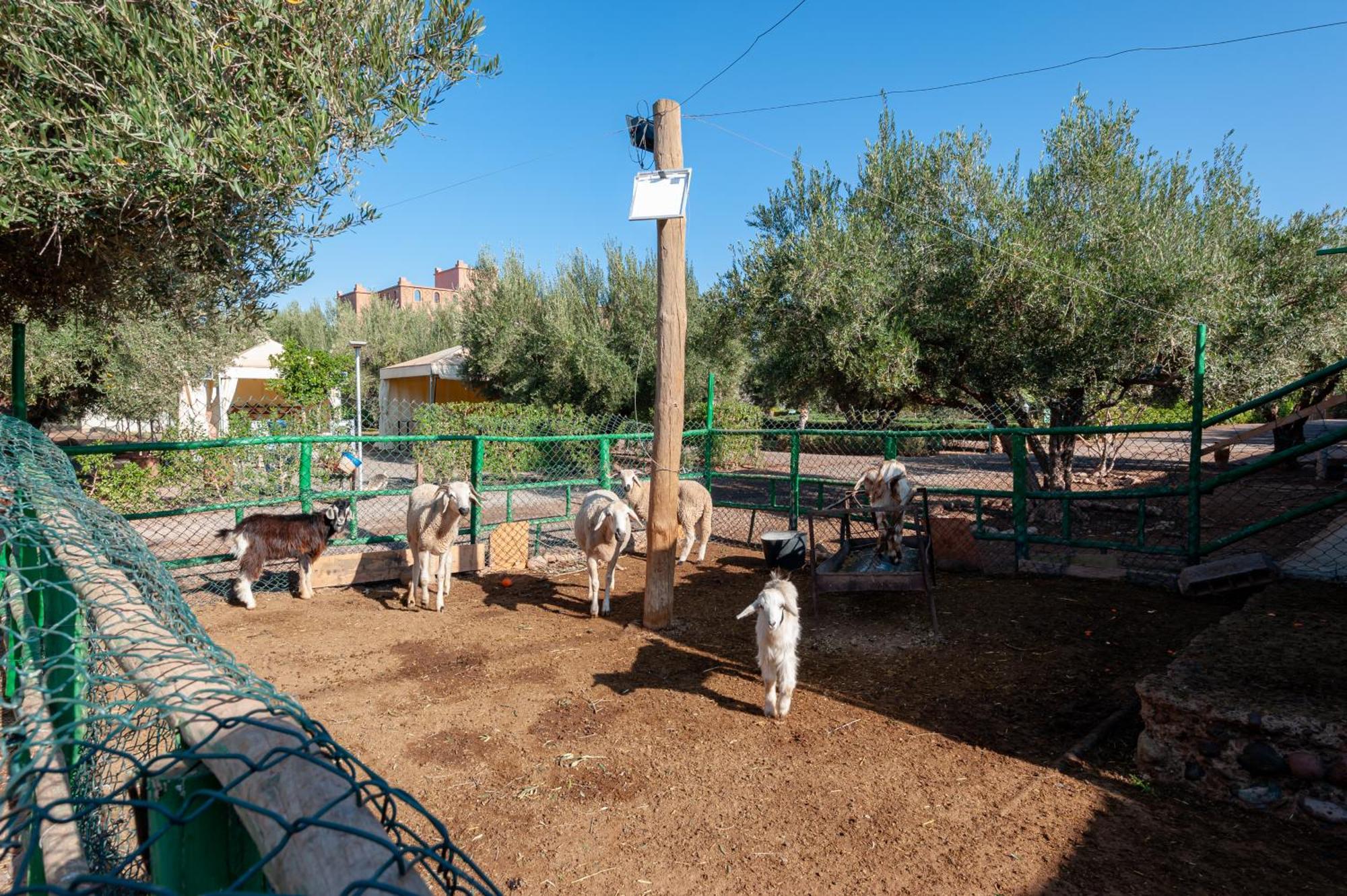 Ferme Sidi Safou Villa Marrakesh Eksteriør billede