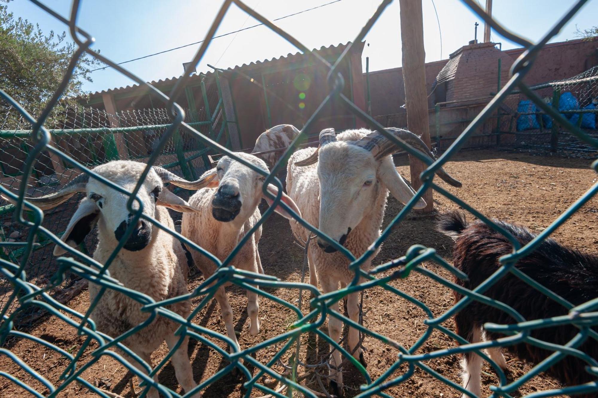 Ferme Sidi Safou Villa Marrakesh Eksteriør billede