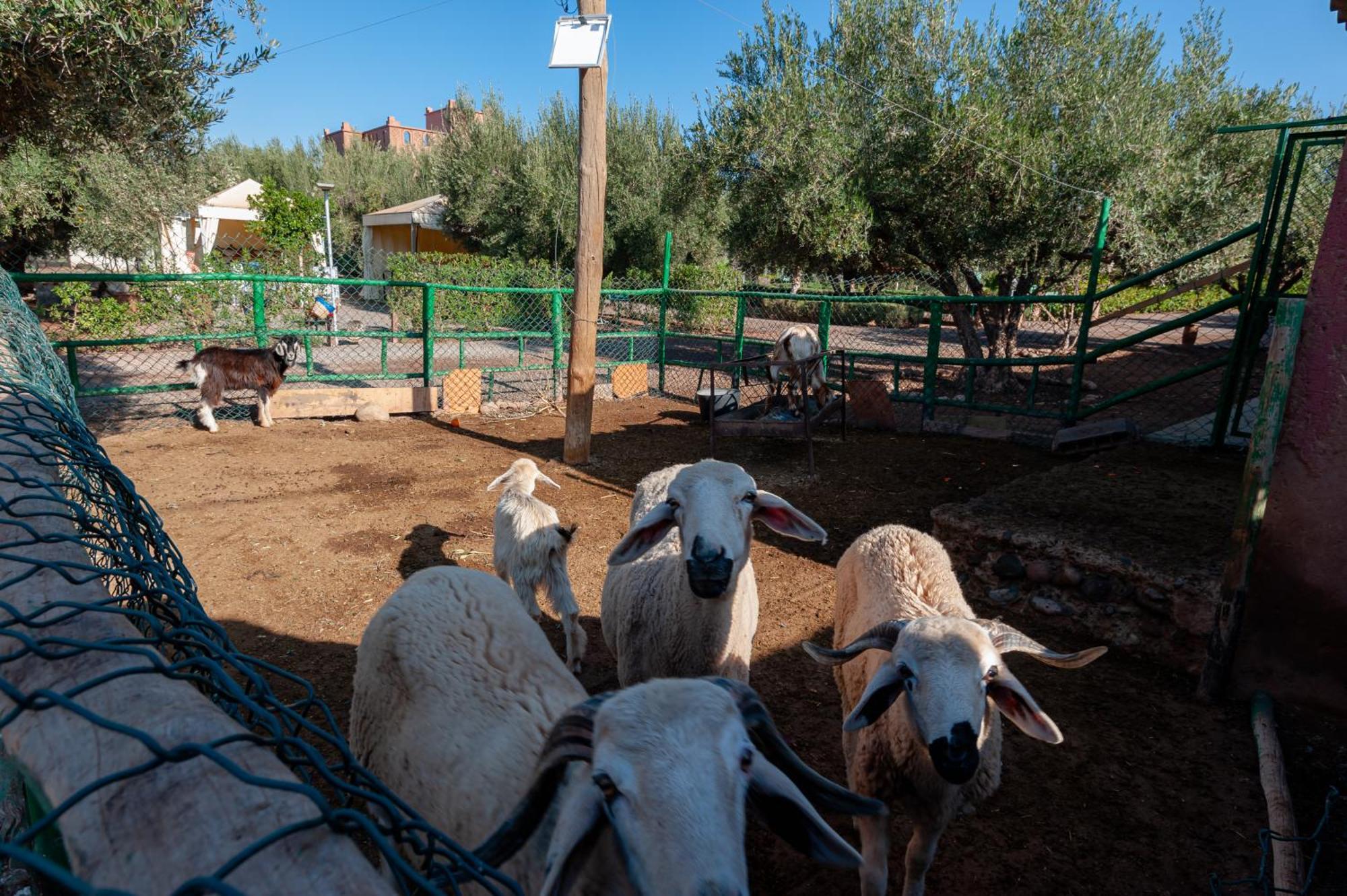 Ferme Sidi Safou Villa Marrakesh Eksteriør billede
