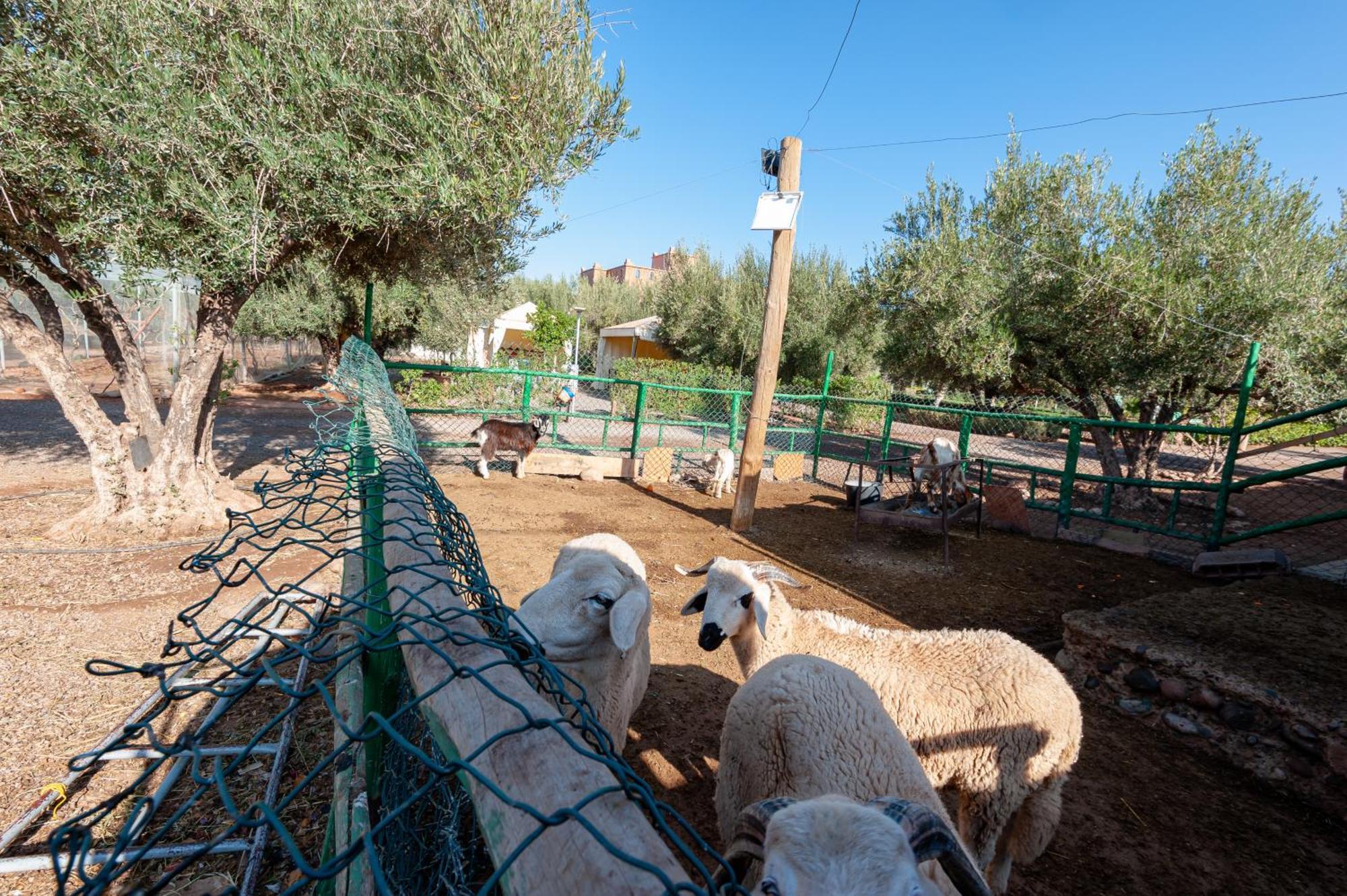 Ferme Sidi Safou Villa Marrakesh Eksteriør billede