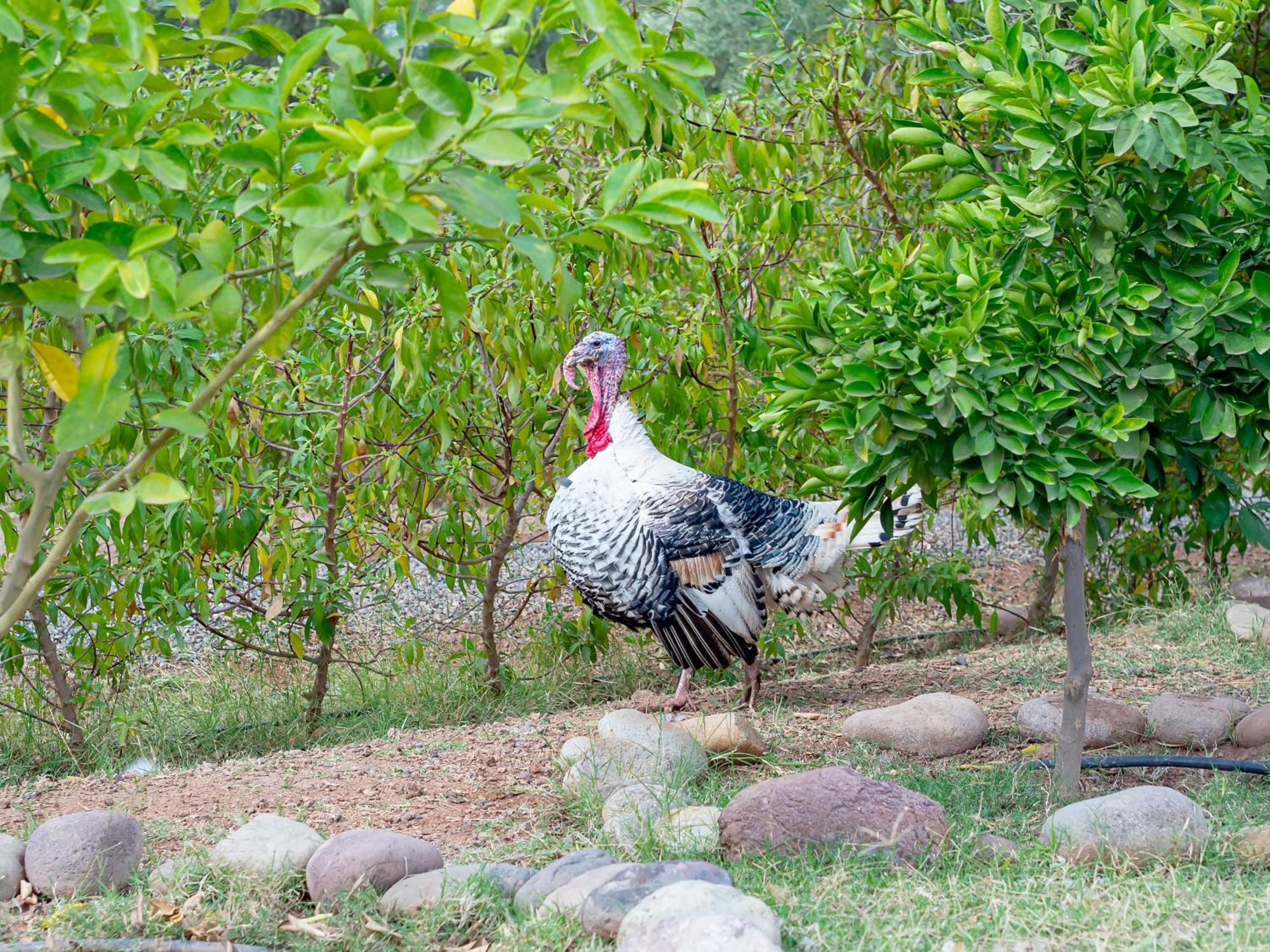 Ferme Sidi Safou Villa Marrakesh Eksteriør billede